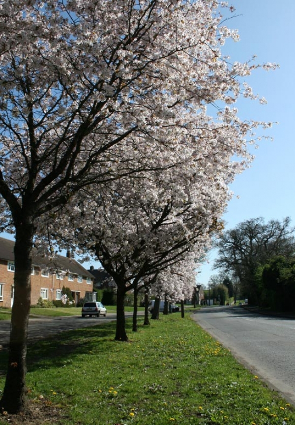 Trees blossoming in Cole Green Lane 2011 Trees blossoming in Cole Green Lane 2011